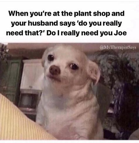 Plant Jokes, Gardening Memes, Work Fails, Lol So True, Humor Memes, Plant Mom, Know Your Meme, Funny Animal Pictures, Animal Memes