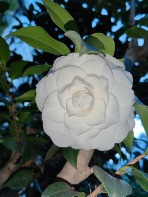 Share beautiful flowers with you! 💖💖 The flower language of white camellia is innocence. 🌼🌼 Camellia Flower Wallpaper, White Camellia Flower, Flower Language, White Camellia, Printed Circuit, Printed Circuit Board, Camellia Flower, Circuit Board, Beautiful Flowers