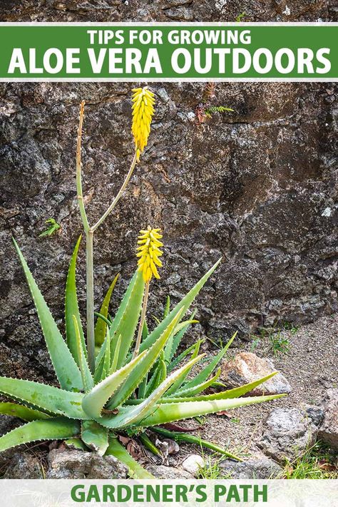 Aloe vera is an easy-to-grow succulent plant that thrives outdoors in Zones 9-11. It makes an ideal addition to a xeriscape, foundation planting, or window box. If you're ready to add spiky interest to your garden, learn how to plant and grow aloe outdoors now on Gardener's Path. #aloevera #succulents #gardenerspath Aloe Vera Garden Ideas Landscape Design, Aloe Vera Landscape Design, Aloe Vera Garden Ideas, Cactus Planting, Aloe Vera Plant Indoor, Lady Tips, Entrance Landscaping, Growing Aloe Vera, Plants Tips