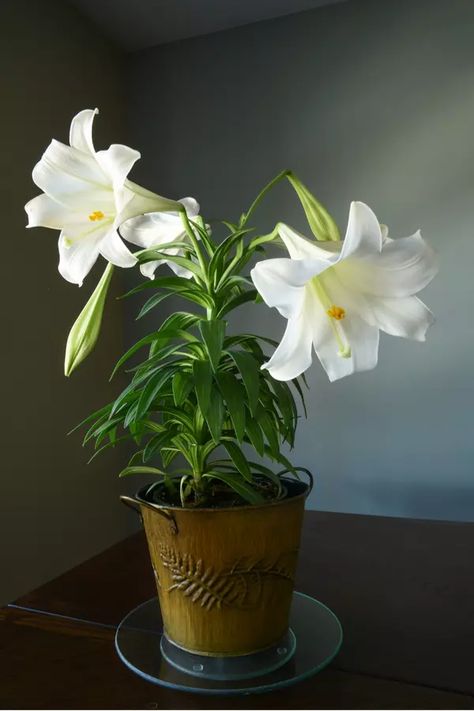 How To Take Care Of An Easter Lily Plant After Easter - Indoors or Outside Easter Lilies Arrangement, Easter Lily Care, Easter Lily Flower, Christ Pictures, Easter Lilly, Organic Bouquet, Dragon Reference, Summer Blooming Flowers, Lily Plant Care