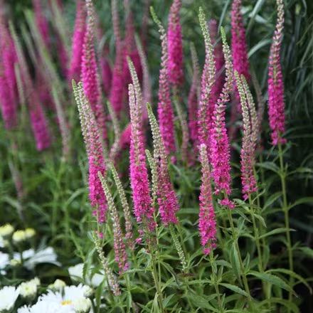 Buy veronica: Delivery by Crocus Pink Veronica, Veronica Spicata, The Veronicas, Corner Bed, Deep Pink, Red Fox, Flower Seeds, Caicos Islands, Garden Seeds