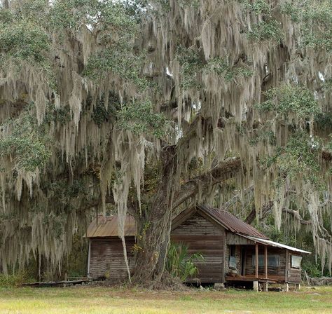 Bayou House, Native Photography, Cracker House, Florida Images, Front Porch Swing, Florida Girl, Deep South, Spanish Moss, Old Florida