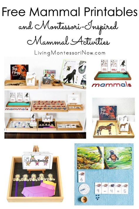 These free mammal printables and Montessori-inspired activities are designed for preschoolers through early elementary. Perfect for home or classroom, they feature a variety of hands-on mammal activities for a mammal or animal classification theme - Living Montessori Now Mammals Montessori Activities, Mammals Activities For Preschool, Mammal Unit Study, Mammals Activities, Montessori Activities Preschool, Animal Classification, Subtraction Activities, Animal Fun, Montessori Classroom