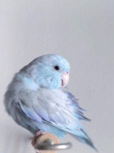 Blue Parakeet, Parakeet Cage, Pet Bird Cage, Budgies Bird, Budgie Parakeet, Animale Rare, Pretty Animals, Pet Bird, Pretty Birds