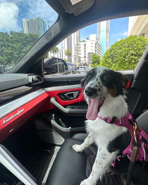 #lamborghini #dogs #cutedog #aesthetic #pinterest #instagram #instagood #lamborghiniurus #sweet #car Dog In Car Aesthetic, In Car Aesthetic, Dog In Car, Car Aesthetic, Aesthetic Pinterest, Dog Car, In Car, 2024 Vision, Lamborghini