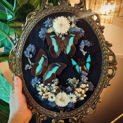 I've been making so many moth pieces lately, I figured it was time for a butterfly one 🦋 I really love the colors on these Prepona demophon butterflies 💙🖤💙 . . . . . . . #butterflies #butterflyart #insectartist #insects #insectart #vintagedecor #vintage #nature #natureartist #flowerart #cottagecore #darkacademia #whimsigoth #witchystyle #witchvibes #art #handmadeart #victorianstyle Butterfly Taxidermy Art, Pretty Insects, Butterfly Display, Taxidermy Display, Butterfly Taxidermy, Taxidermy Art, Bug Art, Nature Artists, Witchy Fashion