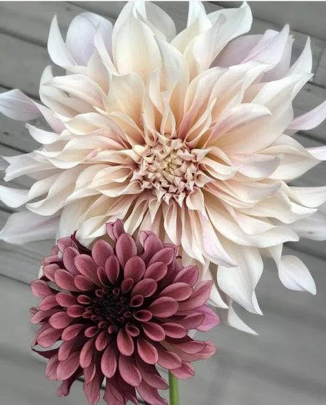 Dahlia Flower Garden, Dahlia Tattoo, Front Yard Flowers, Dahlias Garden, Celestial Wedding, A Match Made In Heaven, Match Made In Heaven, Dahlia Flower, Pretty Plants