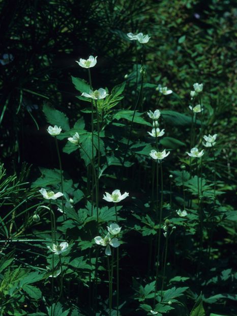 Anemone virginiana Anemone Windflower, Purple Anemone, Anemone Virginiana, Anemone Blanda Blue, Woodland Anemone, Lady Bird Johnson Wildflower Center, Seed Bank, Invasive Species, Plant List