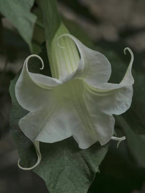 Brugmansia Plant, Angel Trumpets, Angel Trumpet Plant, Angel's Trumpet, Angel Trumpet, Poisonous Plants, Moon Garden, Nothing But Flowers, Flower Therapy