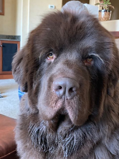 New Found Land Dog, Brown Newfoundland, Brown Newfoundland Dog, Scotland Cottage, Newfie Dog, Wild Man, Newfoundland Dogs, Big Dog Breeds, Huge Dogs