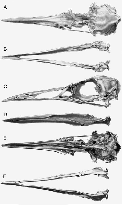 birds Animal Bones Drawing, Pictorialist Photography, Bones Illustration, Hummingbird Skull, Bird Skulls, Bird Anatomy, Bird Bones, Michael Emerson, Skull Anatomy