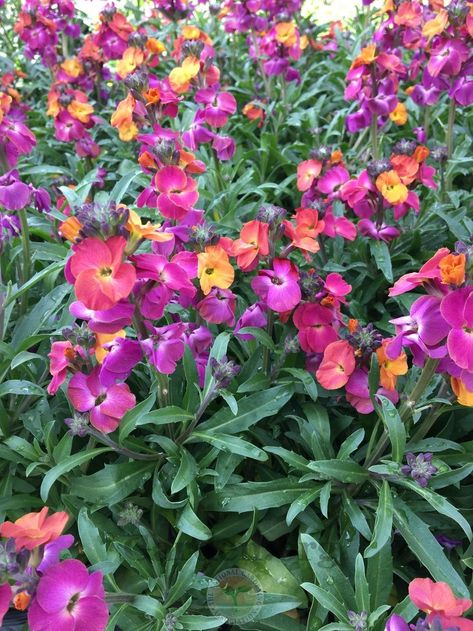 Plant database entry for Wallflower (Erysimum Winter™ Sorbet) with one image. Uk Native Plants, Erysimum Wallflower, Wallflower Plant, Sunroom Garden, Shade Landscaping, Cat Safe Plants, Scent Garden, Hummingbird Plants, Early Spring Flowers