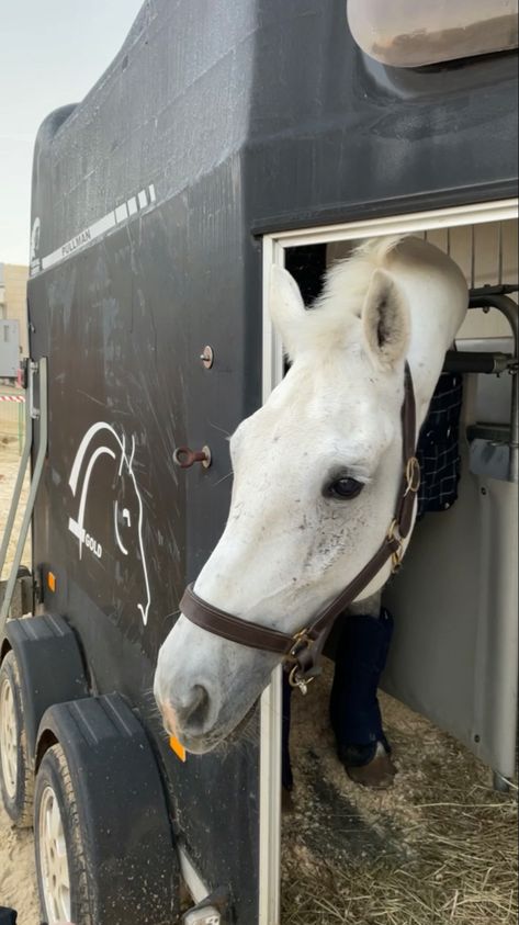 Heading to the equestrian competition Equestrian Competition, Equestrian, Horses, Animals, Quick Saves