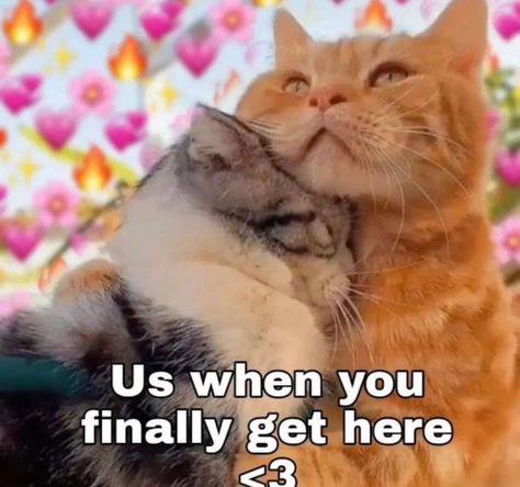 Long Distance Wholesome, Bf Memes, Relatable Crush Posts, Couple Things, Us When, Cat Pictures, I Love My Girlfriend, Wholesome Memes, Cute Memes