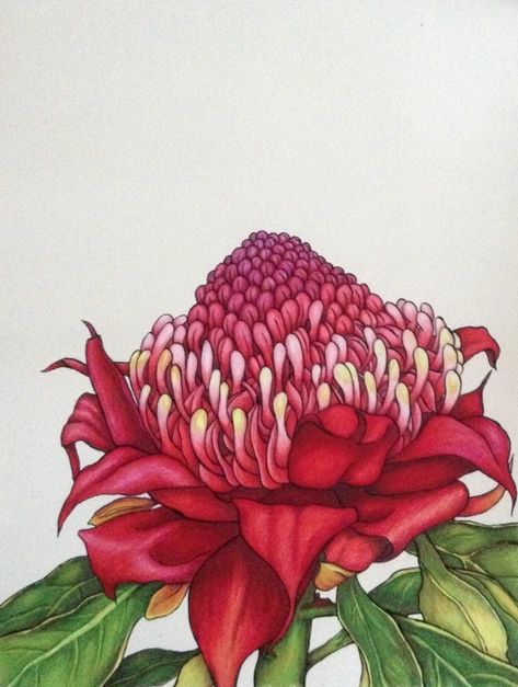 Karen Bailey Studio Waratah 1 Coloured Pencil over Ink November 2013.  Prints available from karenbaileystudio.net. Click the image to go to the blog which tells you the story of this painting.  Commissions also available. Waratah Flower, Australian Natives, Australian Wildflowers, Australian Flowers, Australian Native Flowers, Australian Flora, Australian Art, Botanical Drawings, Australian Artists