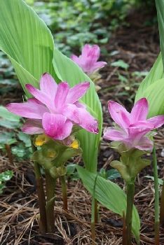 For more information about Curcuma elata- and other types of curcuma (ginger plants) Ginger Plant Flower, Oregon Plants, Siam Tulip, Ginger Flowers, Ginger Plants, Grow Turmeric, Cold Climate Gardening, Dry Shade Plants, Special Plants