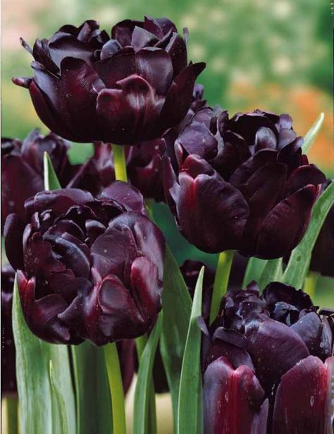 Dark Colored Flowers, Plant Reference, Fall Bulbs, Gothic Garden, Tulip Bulbs, Tulips Garden, Purple Garden, Black Garden, Garden Bulbs