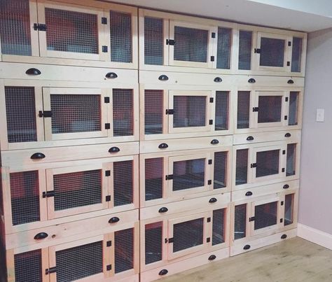 Pin by Richard North on pigeon coop | Pigeon loft design, Pigeon loft, Diy bird cage Pigeon Coop, Loft Diy, Pigeon Loft Design, Pigeon Cage, Diy Bird Cage, Bird Cage Design, Raising Quail, Pigeon Pictures, Rabbit Farm