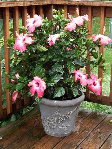 Hibiscus Container Gardening | growing hibiscus in containers Full Sun Container Plants, Rosa China, Growing Hibiscus, Landscaping Curb Appeal, Hibiscus Tree, Growing Garden, Landscape Curbing, Flower Containers, Yard Maintenance