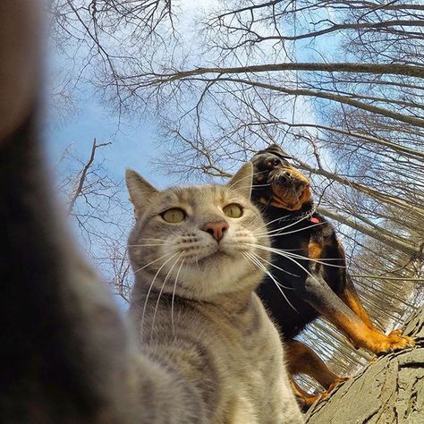 Goooooood Morning! 😹📸   Manny, jan10 2017 Selfie Cat, Strongest Animal, Lovely Moments, Funny Cat Wallpaper, Pictures Of Cats, Kitten Meowing, Cat Photos, Seni 3d, Monkeys Funny