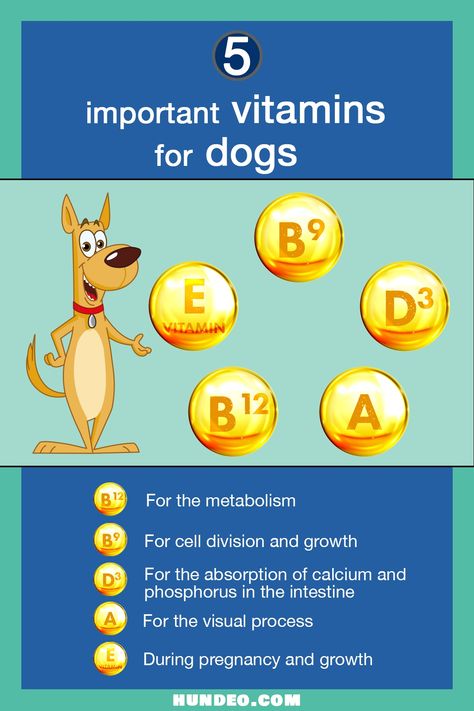 Vitamins For Dogs, Folic Acid Deficiency, Vitamin B Supplements, Cranberry Supplements, Foods Dogs Can Eat, Important Vitamins, Supplements For Dogs, Vitamin Tablets, Dog Vitamins