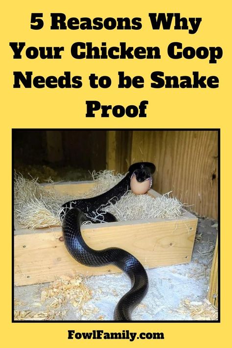 Chicken Coop Needs to be Snake Proof Backyard Chickens, Don't Be Afraid, Chicken Coop, Be Afraid, Snakes, Coop, Chicken