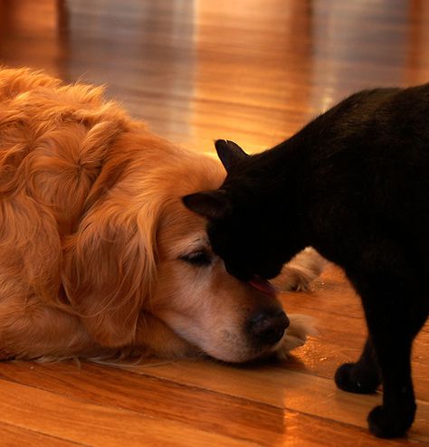 fwends...still miss my puppy Unlikely Friends, Raining Cats And Dogs, Animals Friendship, A Black Cat, Kitty Kitty, Cat And Dog, Cat Aesthetic, Cute Cats And Dogs, Beautiful Dogs