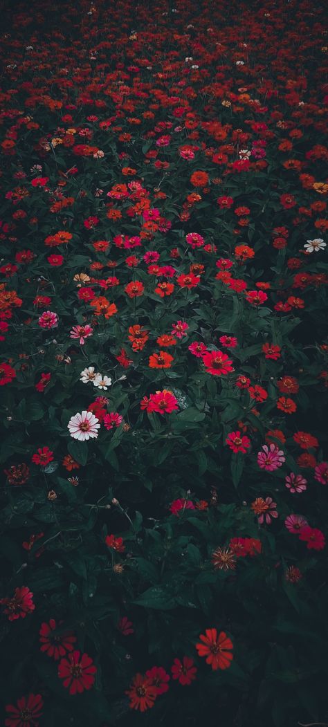 Moody Asethics, Moody Vibes Aesthetic, Moody Phone Wallpaper, Moody Background, Moody Flowers, Electronics Wallpaper, Moody Wallpaper, Creative Aesthetic, Dark Florals