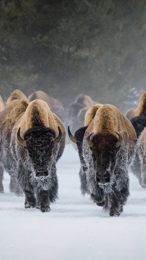 Bison Wallpaper, Yellowstone Winter, Country Vibes, Brown Horse, Bucket List Destinations, The Grand Canyon, Winter Scene, Wildlife Animals, Yellowstone National