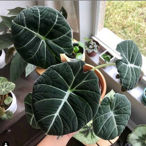 Black Velvet Plant, Alocasia Reginula, Alocasia Black Velvet Plant Care, Alocasia Infernalis, Alocasia Black Stem, Alocasia Black Velvet, Alocasia Reginula Black Velvet, Alocasia Plant, Plant Goals