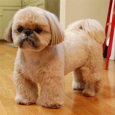 Pin by Luz Puente on Puppy Love | Shih tzu haircuts, Shih tzu puppy ... Cool Dog Haircuts, Shih Tzu Lion Haircut, Shih Zhu Haircuts, Male Shitzu Haircuts, Shitzu Haircuts Boy, Male Shih Tzu Grooming Styles, Puppy Cut Shih Tzu, Shih Tzu Teddy Bear Haircut, Shih Apso