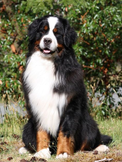 "Bernese Mountain Dog" Were used as Draft Animals, Pulling Carts in the Swiss Alps - Females: Height, 22-26 Inches - Weight,      70-110 lbs - Males: Height, 24-28 Inches - Weight, 80-120 lbs - Average life Span is 10–11 Years. Pet Dog Pictures, Burmese Mountain Dogs, Bernese Dog, Dogs Big, Bernese Mountain Dog Puppy, Swiss Mountain Dogs, Dream Dog, Family Dog, Types Of Dogs