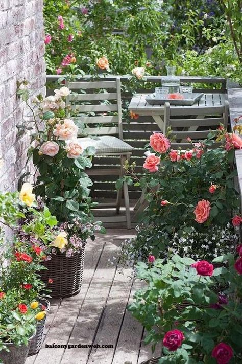 Apartment Patio Gardens, Rose Garden Design, Small Balcony Garden, Balcony Flowers, Rose Pictures, Growing Roses, Garden Pictures, Planting Roses, Apartment Balcony Decorating