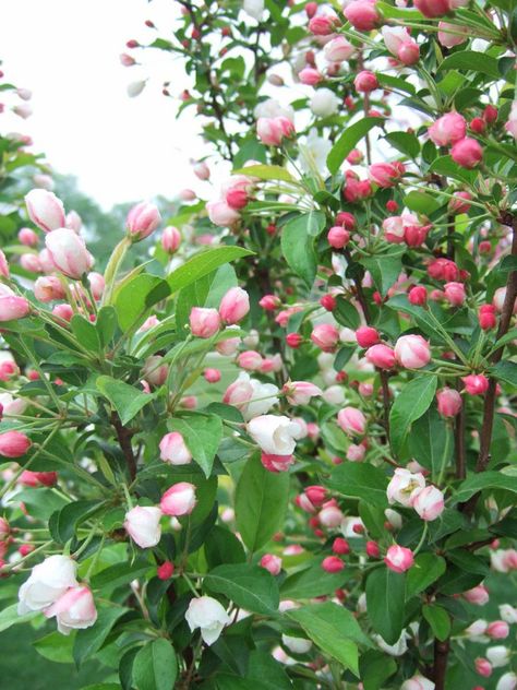 Crab apple Apple Crab, Free Trees, Small Ornamental Trees, Fruit Trees Backyard, Crab Apples, Landscaping Trees, Japanese Tree, Crabapple Tree, Midwest Living