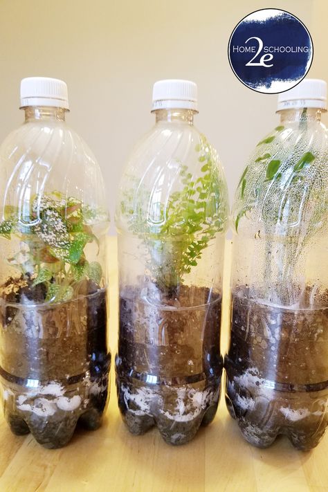 Jungle in a bottle project Rainforest Experiments For Kids, Jungle Theme Science Activities, Rainforest In A Jar, Rainforest In A Bottle, Rainforest Science Experiments For Kids, Jungle Science Experiments, Jungle Project, Safari Camp Ideas For Kids, Jungle Book Activities