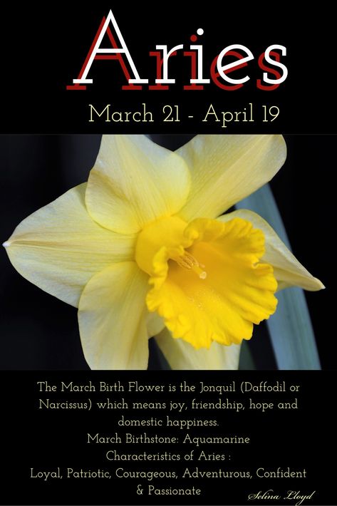 Aries:  March Aries Birth flower Aries Birth Flower, March Aries, Aries Flower, Aries Flower Tattoo, March Birth Flower, March Zodiac, Birthday Horoscope, All About Aries, March Birth Flowers