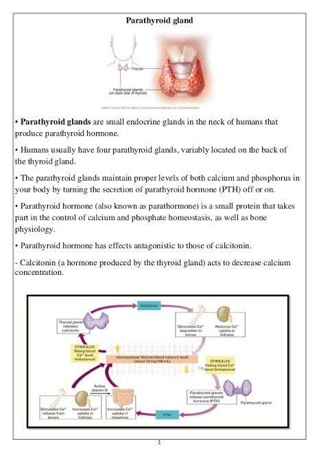 Parathyroid Gland, Hypothalamus Gland, Parathyroid Hormone, Parathyroid Disease, Tissue Biology, Extracellular Fluid, Medical Study, Biology Facts, Graves Disease