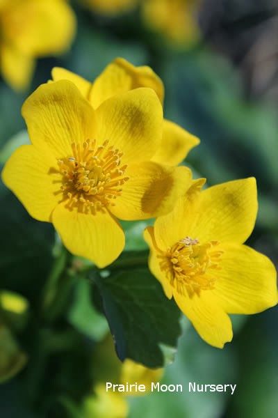 Caltha Palustris, Spring Blooming Flowers, Root Plants, Seed Starters, Marsh Marigold, Prairie Flower, Sun Loving Plants, Moon Nursery, Spring Wildflowers