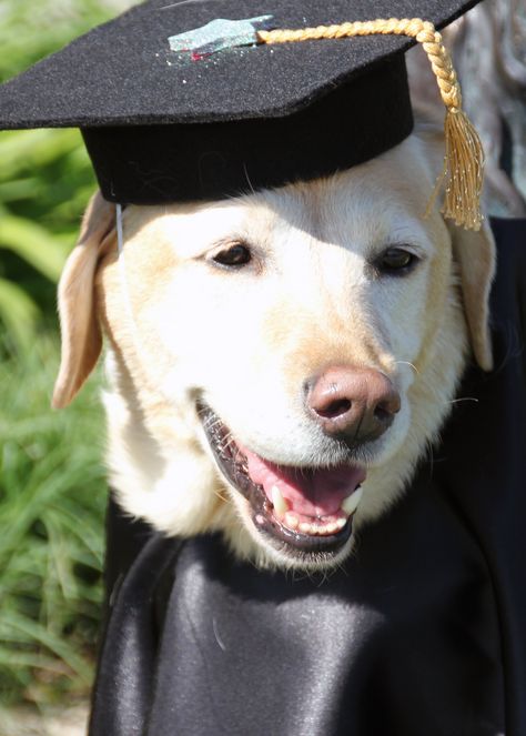 Complete my uni degree Graduation Cap And Gown, Graduation Hat, Cap And Gown, Dog Figurines, Graduation Cap, Captain Hat, Lab, Figurines, Tumblr