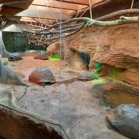 Giant Tortoise Enclosure, Aldabra Tortoise Enclosure, Large Tortoise Enclosure, Tortoise Enclosure Indoor, Tortoise House, Tortoise Enclosure, Zoo Architecture, Zoo Ideas, Giant Tortoise