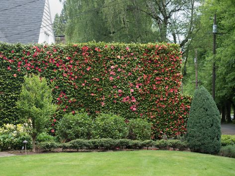 Camellia Hedge Gardens, Camellia Hedge, Camellia Garden, Living Fence, Garden Inspo, Landscape Design Plans, Garden Plans, Patio Landscaping, Landscaping Plants