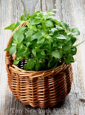 Basil Plant Indoors, Growing Basil Indoors, Storing Basil, Growing Herbs At Home, Growing Herbs In Pots, Preserve Fresh Herbs, Growing Basil, Basil Plant, Growing Greens