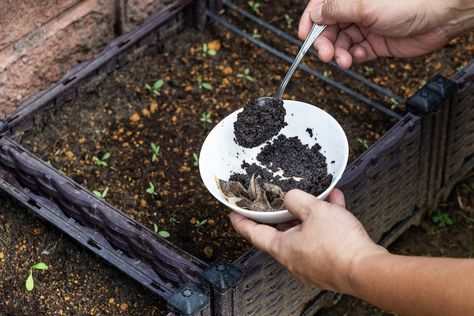 How to Use Coffee Grounds in the Garden Coffee Grounds Garden, Coffee Grounds For Plants, Coffee Grounds As Fertilizer, Asparagus Fern, Uses For Coffee Grounds, Natural Fertilizer, Garden Coffee, Food Scraps, Organic Soil