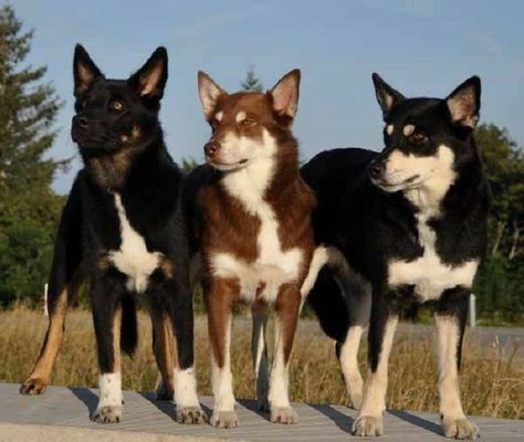 Lapponian Herder Lapponian Herder, Australian Kelpie Dog, Loyal Dog Breeds, Australian Kelpie, Dog List, Cute Dog Pictures, Dog Facts, Purebred Dogs, Mixed Breed Dogs