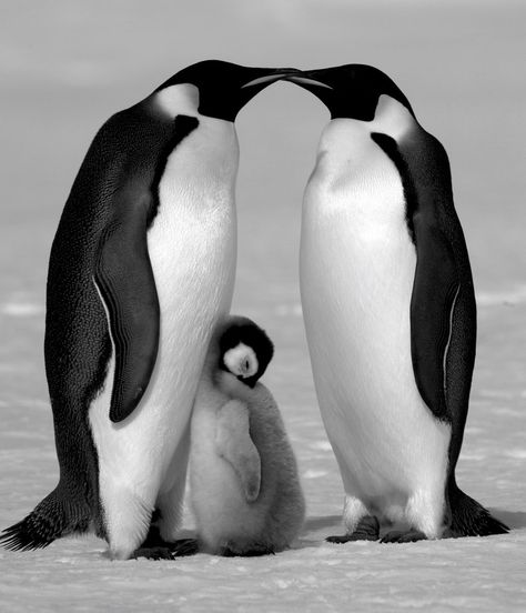 Antartica Penguins, Penguin Reference, Penguin Aesthetic, David Yarrow, Emperor Penguins, Penguin Love, Emperor Penguin, Baby Penguins, Cute Penguins