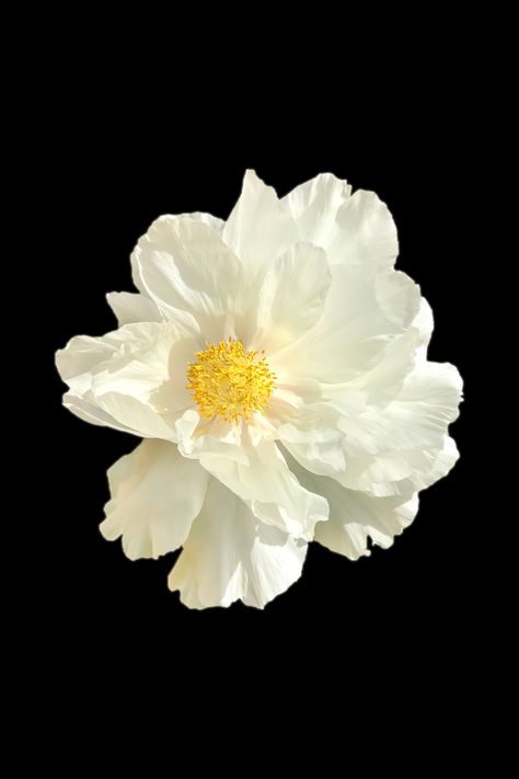 White flowers and yellow stamen stand out more on the black background. Black Background White Flowers, White Flower Black Background, White Flowers Black Background, Flowers Black Background, Iphone 1, Insta Icon, Flowers Black, Pretty Landscapes, Background White