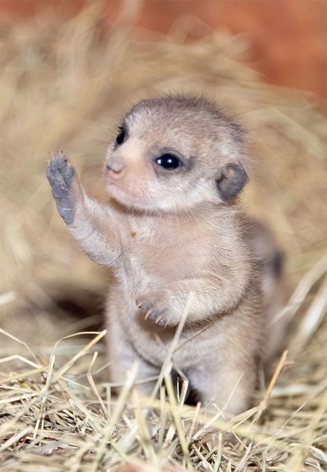 Miami Zoo Shares Meerkat Baby Photos And It’s Enough To Cheer Up Your Day (11 Pics) | Bored Panda Baby Meerkat, Baby Skunks, Baby Dolphins, Cute Ducklings, Baby Otters, Cute Goats, Baby Squirrel, 귀여운 동물, Cuteness Overload