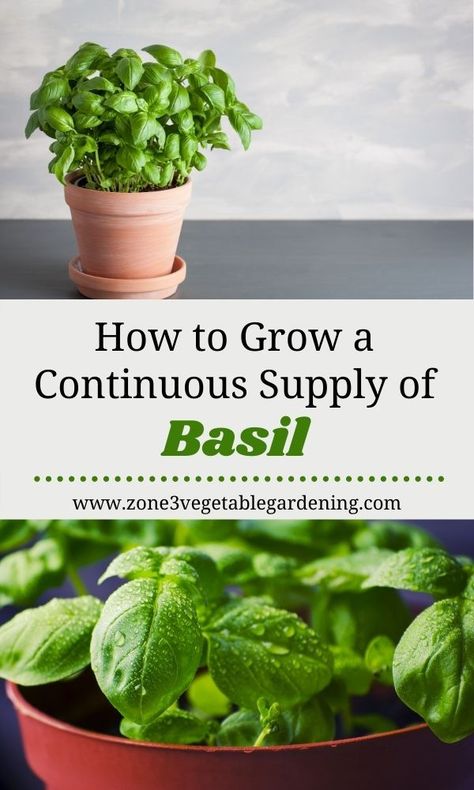 Basil In Pots Growing, When To Plant Basil Seeds, How To Care For Basil Outdoors, Tips For Growing Basil, Basil Care Outdoor, Kitchen Basil Plant, How To Plant Basil In A Pot, Indoor Basil Plant Care, How To Grow Basil In Water