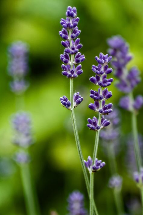 Lavender Reference, Lavender Tattoo, Small Courtyard Gardens, Reference Photos For Artists, Purple Vibe, Purple Garden, Lavender Plant, Plant Photography, Canvas Painting Diy