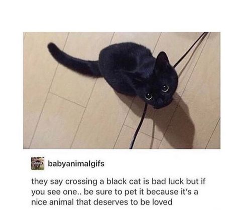 A Black Cat, Not Bad, Bad Luck, Cute Kittens, Cute Creatures, On The Floor, Cute Little Animals, Animal Memes, Cute Funny Animals